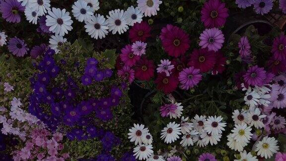 色彩缤纷的花卉抽象背景