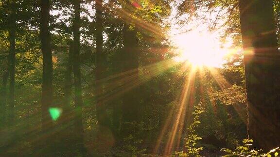 森林里的阳光和树木