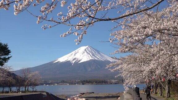 樱花盛开的日本富士山川口町湖