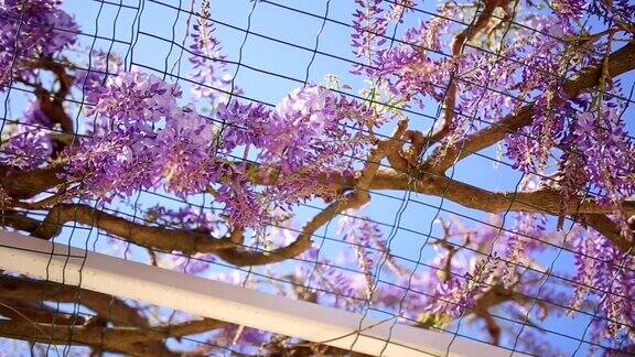 开花树紫藤在黑山亚得里亚海和巴尔干