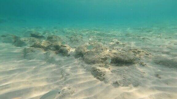 在西班牙巴利阿里群岛的福门特拉岛水下浮潜