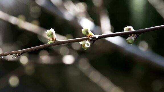 树枝上的春芽
