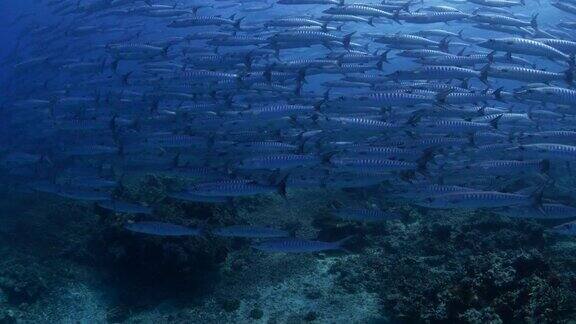锯齿梭鱼在珊瑚礁洋流中盘旋(4K)