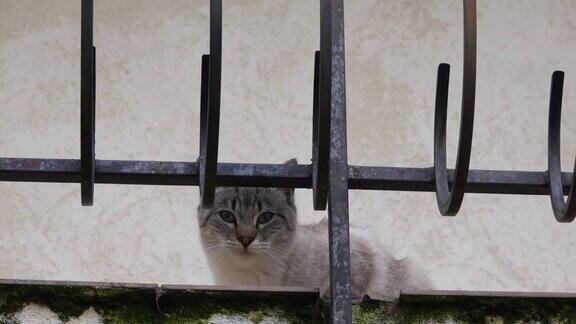 一只有着蓝色眼睛的灰色漂亮的猫