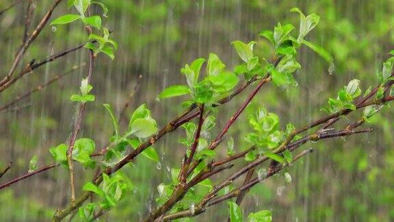 春天大雨落在幼树上特写(4KUHD)