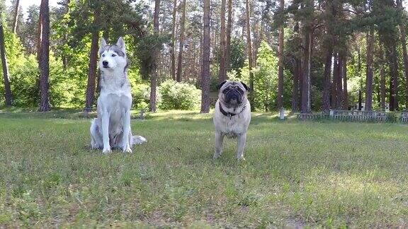 西伯利亚哈士奇和哈巴狗缓慢的运动