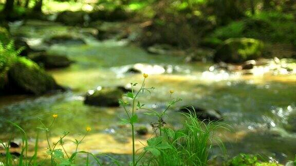 小溪在春天森林多莉拍摄