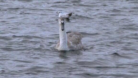 沉默的天鹅小天鹅在苏格兰西南部的一个湖上游泳