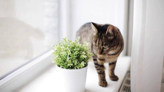 猫在窗台上闻家里花盆里的花