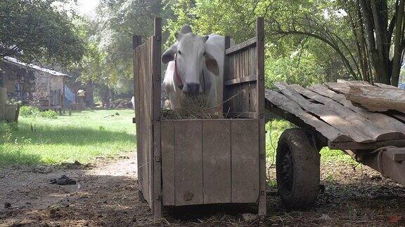 近距离看到一头白奶牛正在吃木头喂食器里的干草