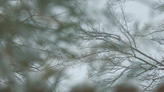 一个雪天的树枝的软背景