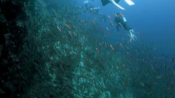 细长的银边学校海底珊瑚礁印度尼西亚