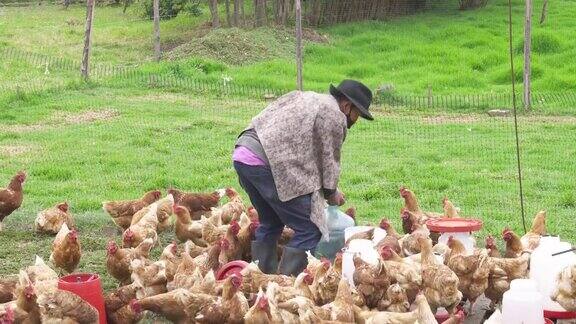 农民一边整理鸡舍一边清洗饮水槽同时戴着口罩以避免COVID-19