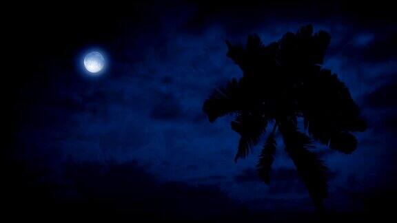 棕榈树在微风和上面的月亮