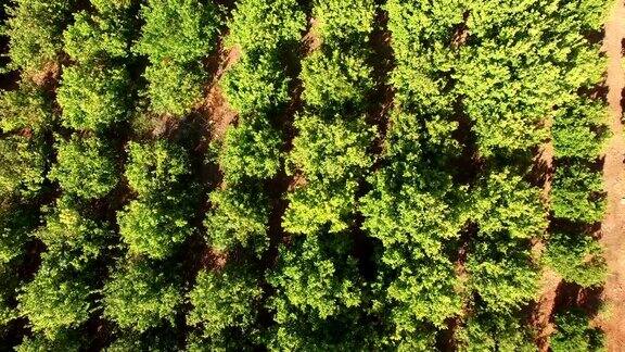 5月葡萄牙阿尔加维桔子树种植园鸟瞰图
