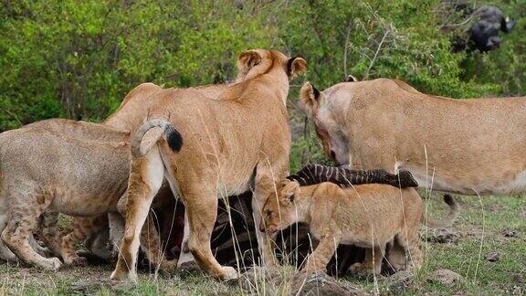 狮子吃斑马