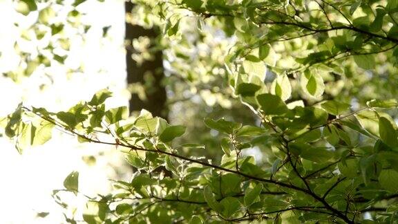 慢镜头特写:森林里树枝上的绿叶在微风中摇摆