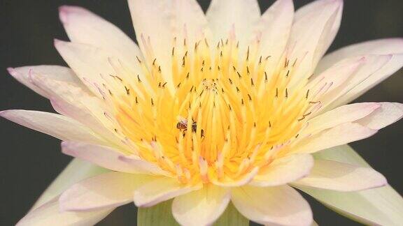 蜜蜂在莲花
