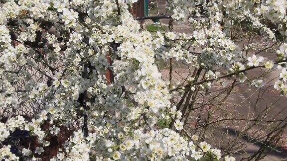 白色的樱花盛开在春天