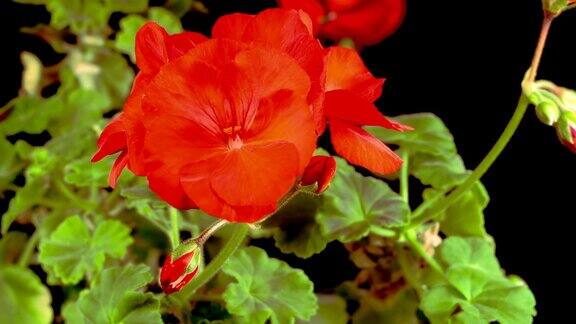 盛开的红天竺葵的美丽时光