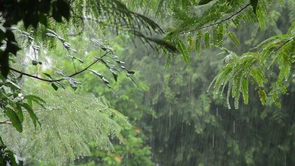 大雨落在树上