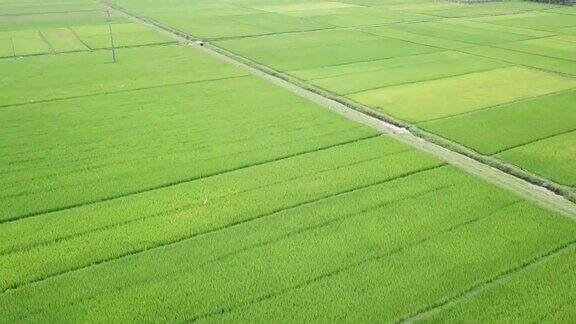 稻田的无人机视图农业概念种植水稻鸟瞰绿色田野