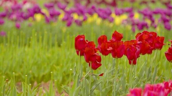 美丽的红色郁金香盛开在田野
