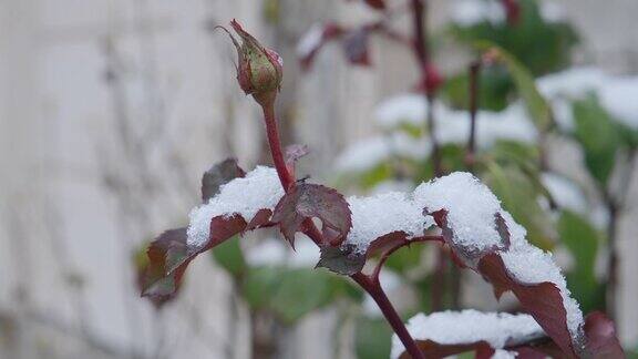 玫瑰花下的第一湿雪