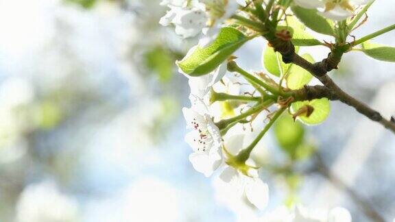 梨花在大自然中绽放