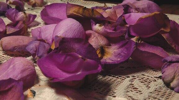 紫色的玫瑰花瓣缓缓飘落