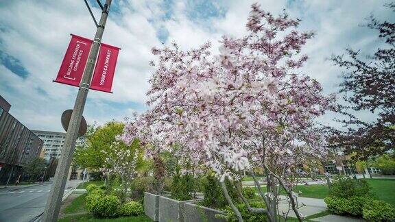 加拿大多伦多克大学校园里的一棵樱花树特写