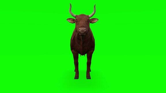 绿色屏幕上等待的奶牛动物野生动物游戏回到学校3d动画短视频电影卡通有机色度键角色动画设计元素主题设置循环