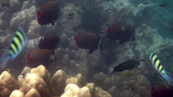 一群奇异的红尾蝴蝶鱼在热带海水