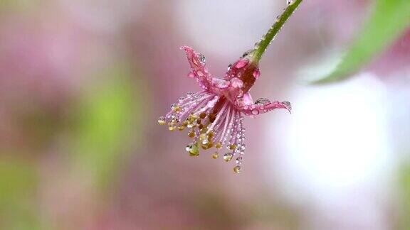 花和水滴