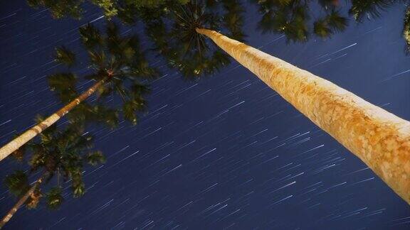 在夜空中在热带雨林中行走的Bristlehead塔上的星星的延时镜头