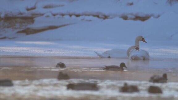 疣巴天鹅(天鹅色)洗和游泳白俄罗斯
