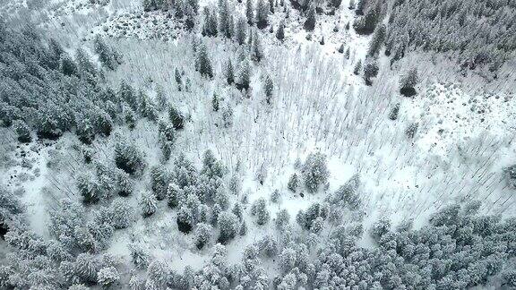 雪结霜的树新鲜的雪冬季景观空中