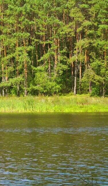 一个美丽的绿色森林和湖泊的垂直视频