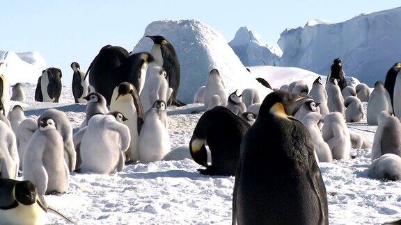 南极企鹅群特写