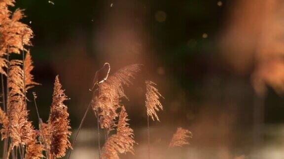 日落时芦苇莺在芦苇丛上歌唱