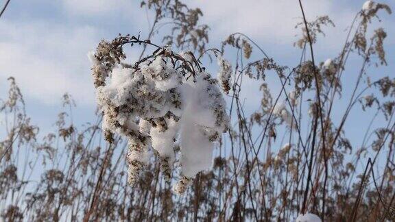 冬天的一天干草被雪覆盖