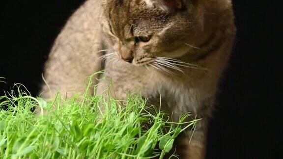 小灰猫苏格兰直栗鼠吃绿色的豌豆芽在黑色的背景