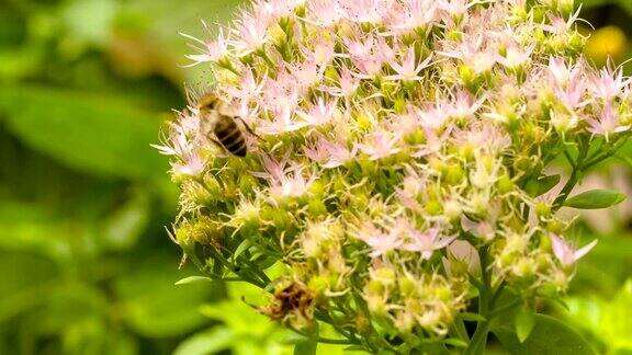 蜜蜂在冰花上采集花蜜
