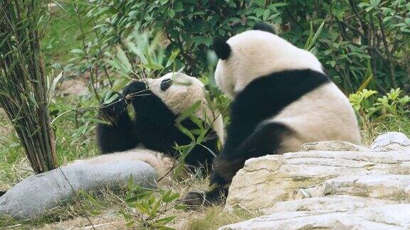 大熊猫吃竹叶中国