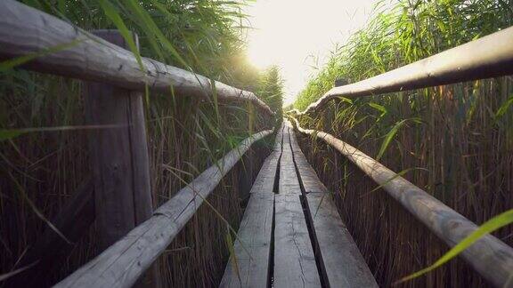 爱沙尼亚沼泽的风景