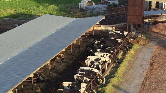 奶牛通过奶牛农场围栏进食