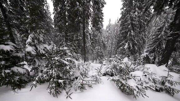 白雪覆盖的冷杉树