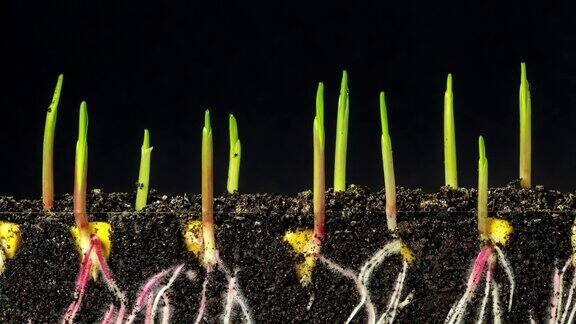 玉米粒在土壤里生长发芽过程延时摄影