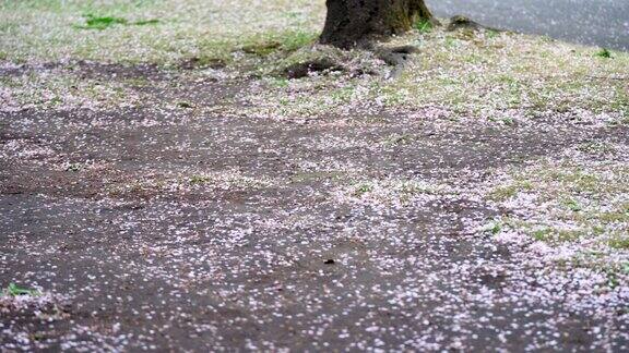 “慢动作”樱花盛开预示着春天的结束