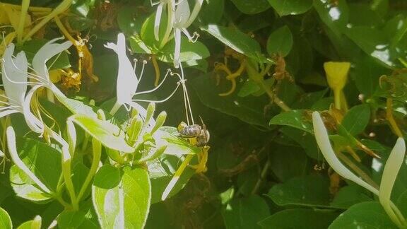 在阳光明媚的日子里蜜蜂正在从一朵花上采集花粉